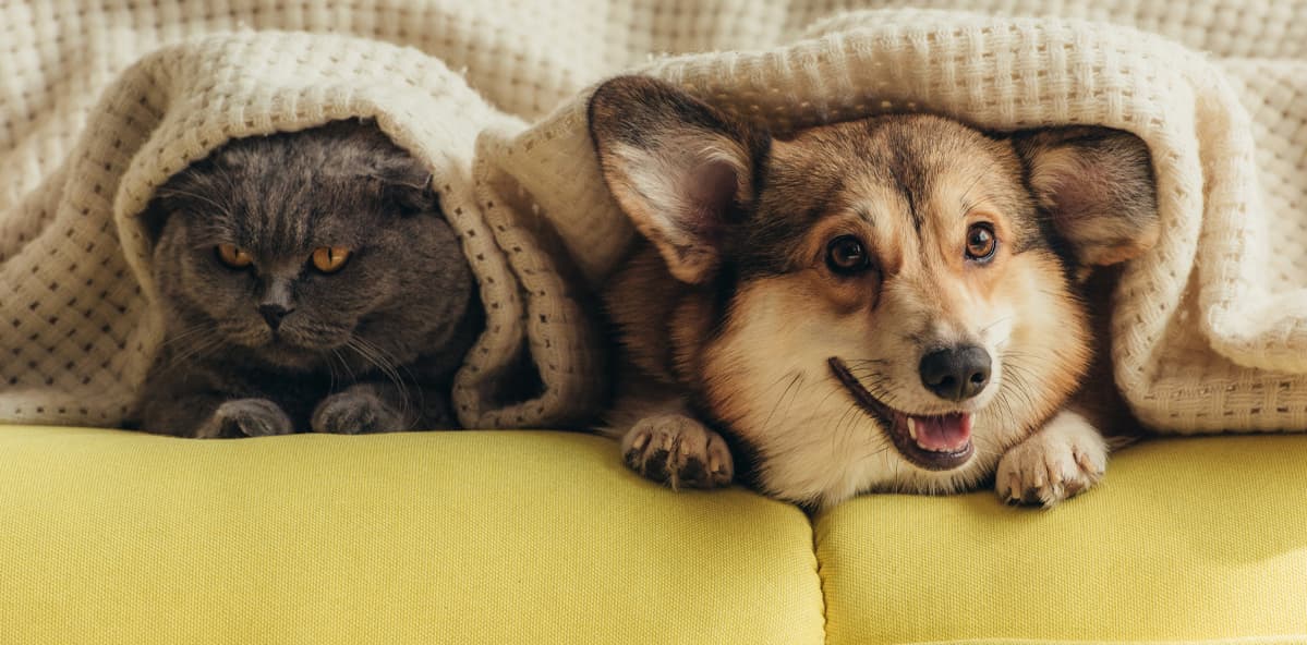 cat and dog under blanket on yellow couch, genius life hacks for pet parents, unique pet care