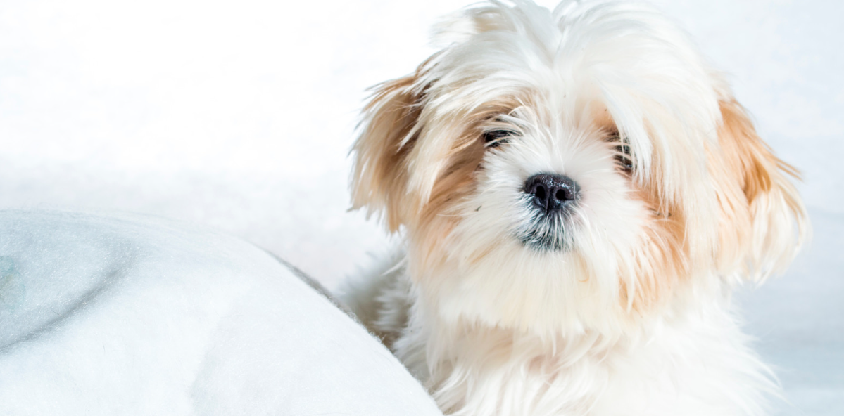 Shih online tzu essentials