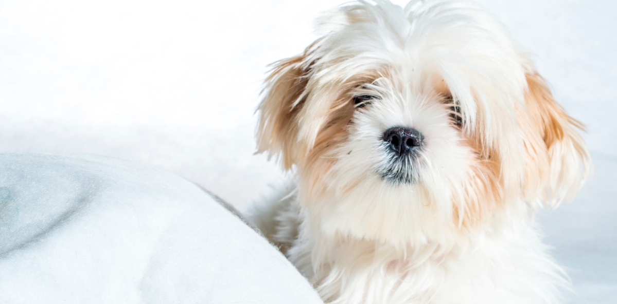 9 Essential Products For Your New Puppy