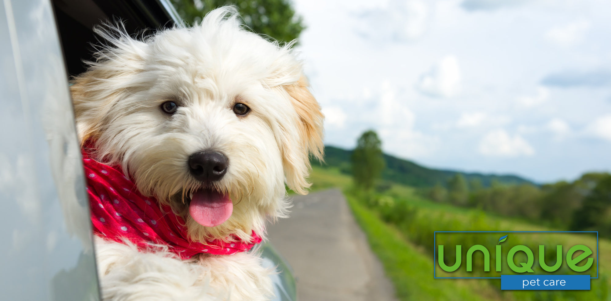 removing pet odors from your car