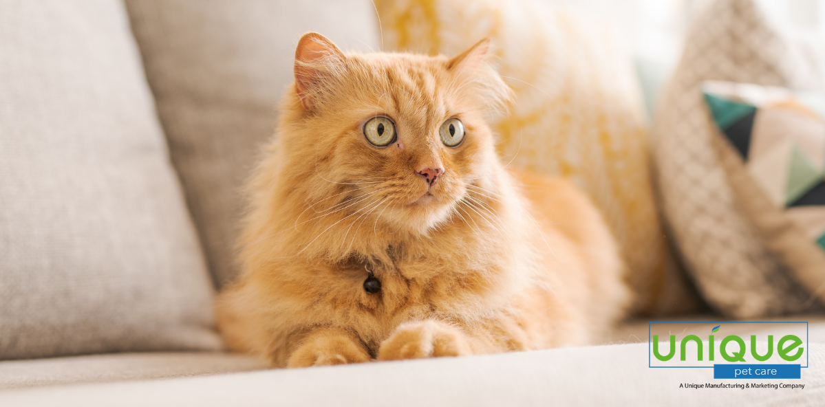 how to remove pet odor