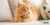 how to remove pet odor
