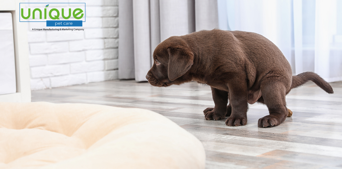 How to get dog poop out of carpet