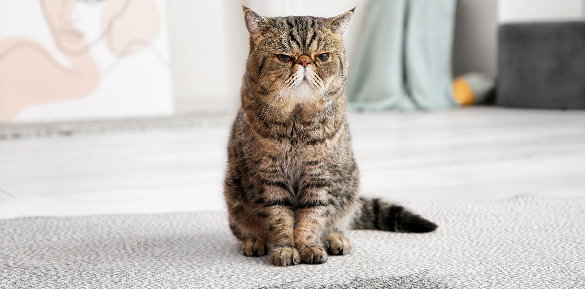 5 Tips To Eliminate Cat Odors At