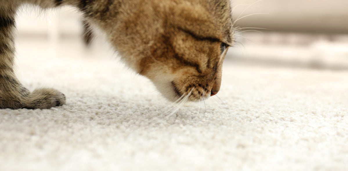 cat is about to vomit on carpet and how to clean cat vomit using unique pet care pet odor and stain eliminator
