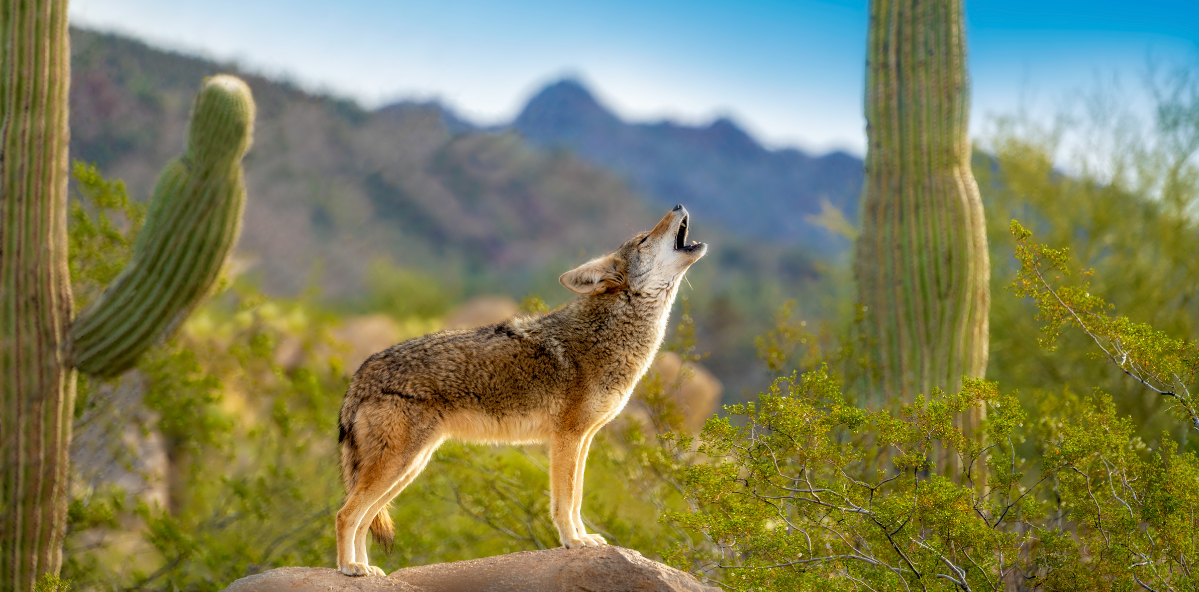 Coyote Pee Challenge