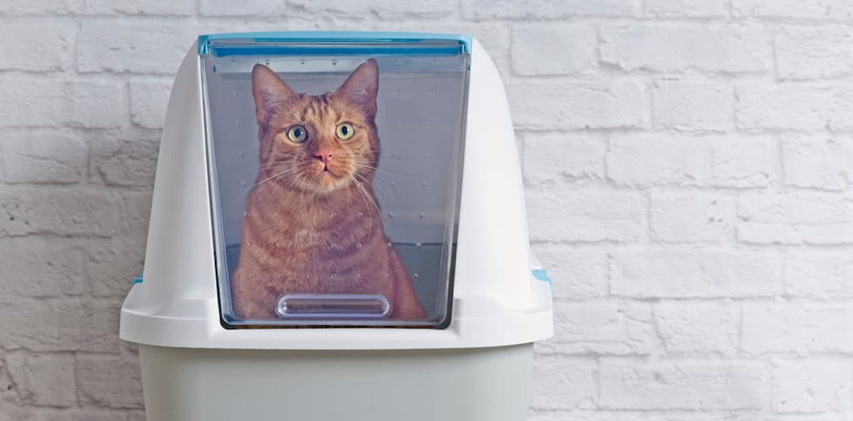 ginger cat sitting in covered litter box, how to control litter box odors