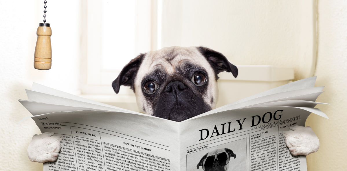 pug dog sitting on toilet reading daily dog newspaper as featured image about what the color of your dog's poop means