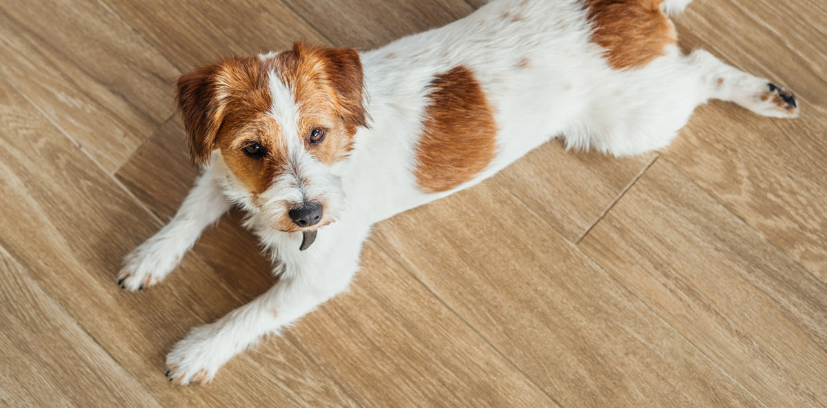 jack russell terrier laying on hardwood or laminate floor featured image for Unique Pet Care Hard Floor Cleaner
