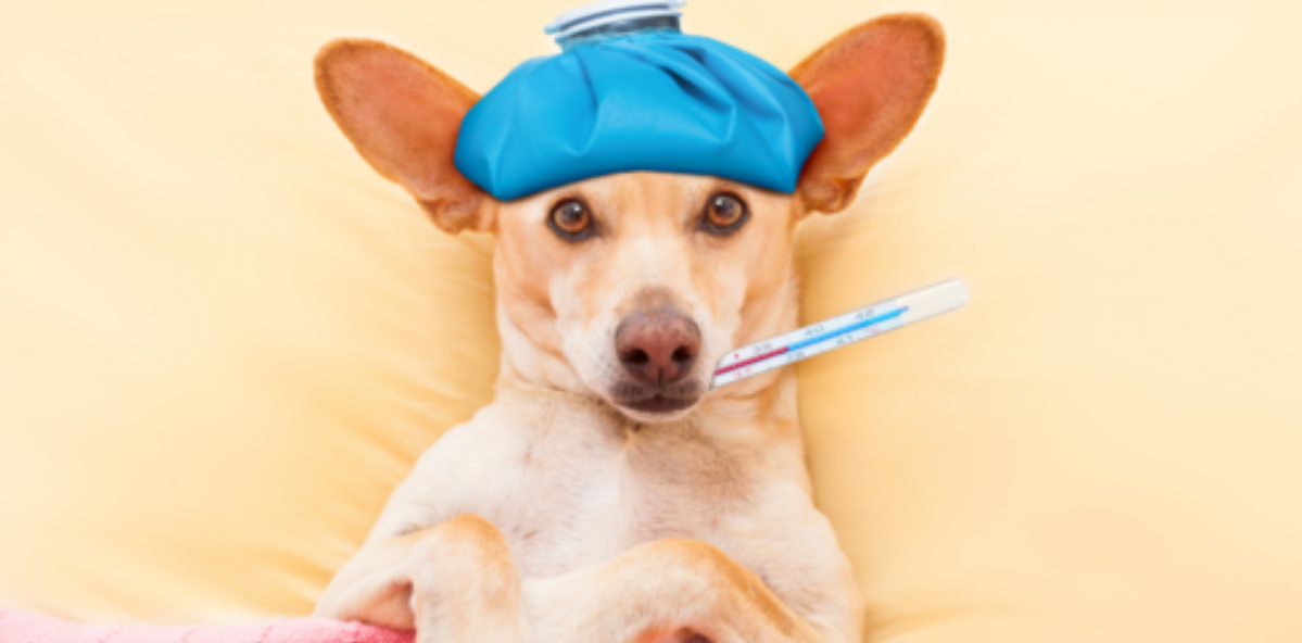 cleaning up pet vomit