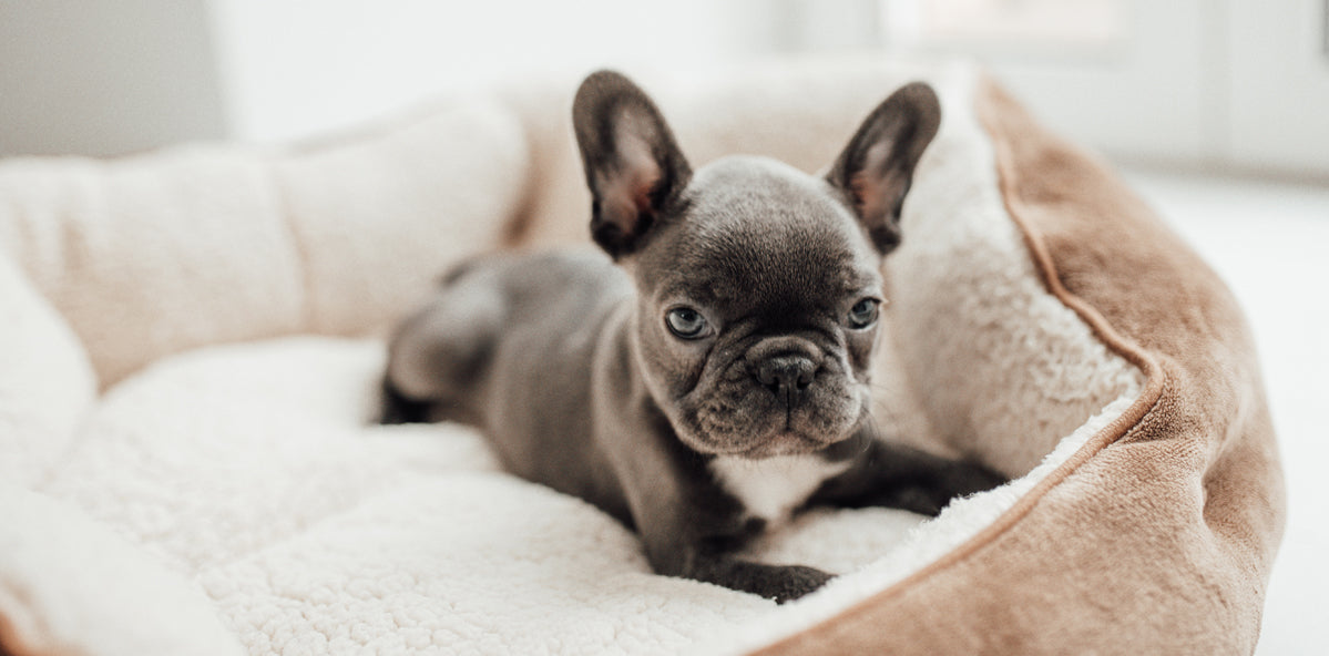 How To Keep Your Dog's Bed Clean and Odor-Free