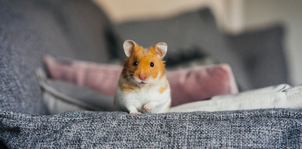 cleaning small animal cage